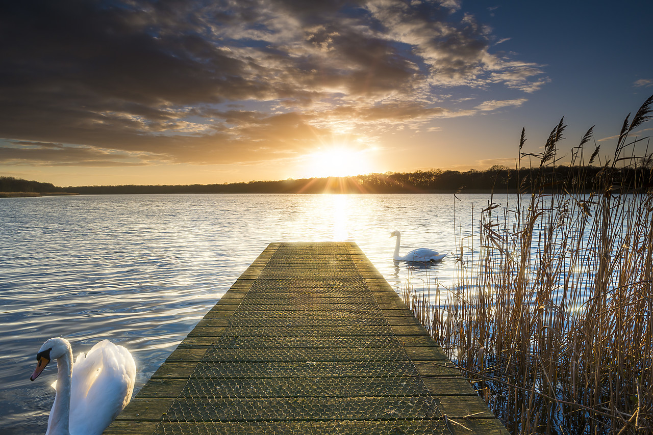 #140063-1 - Swans & Jetty at Sunset, Norfolk Broads National Park, England