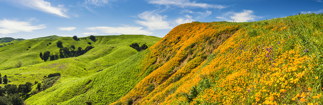 #170124-3 - California Poppies Blooming in Chino Hills State Park, Los Angeles, California, USA