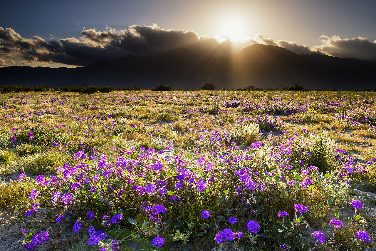 #170245-1 - Blooming Sand Verbena, Anza Borrego State Park, California, USA