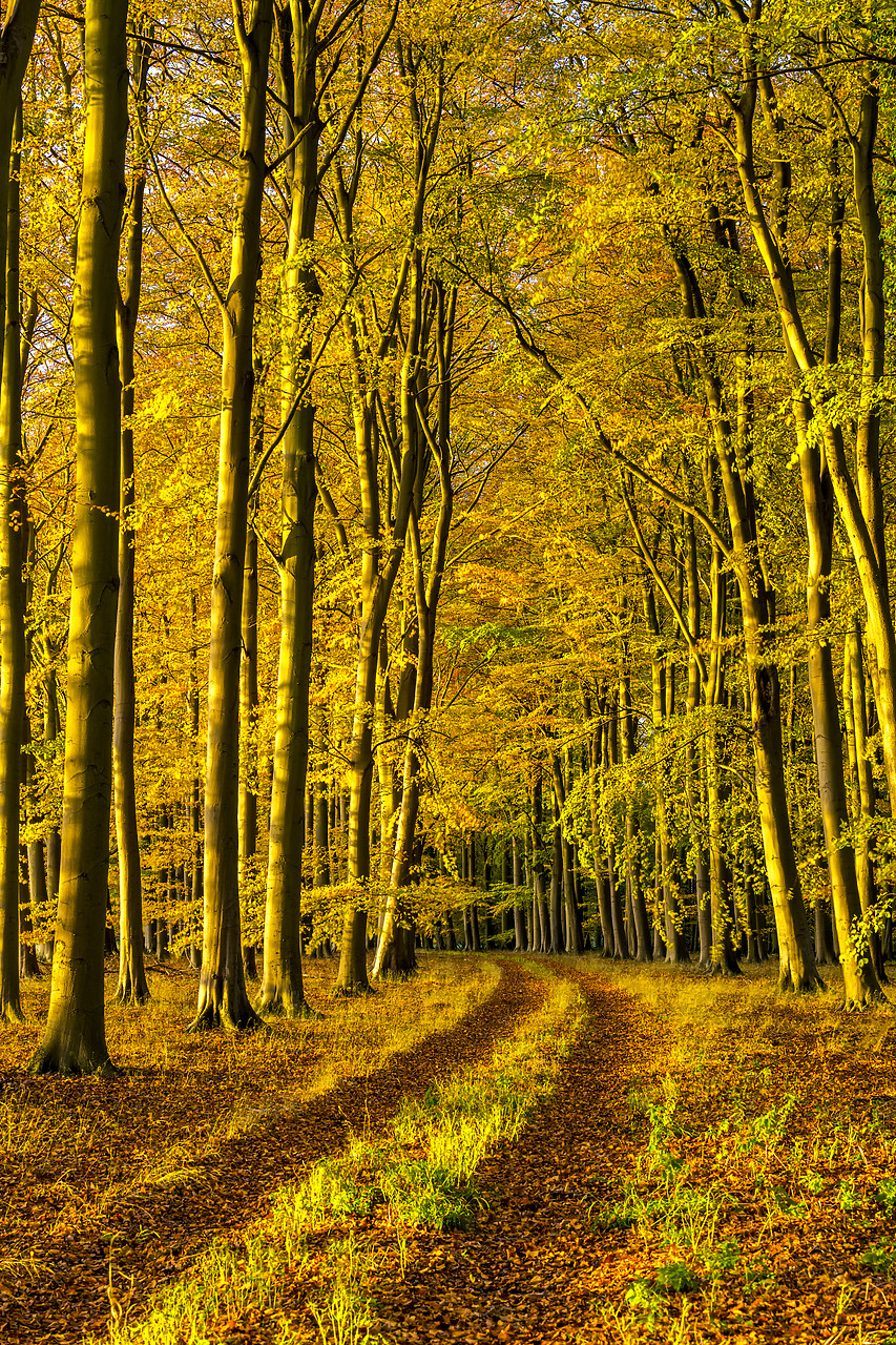 #180503-2 - Beech Wood in Autumn, Thetford Forest, Norfolk, England