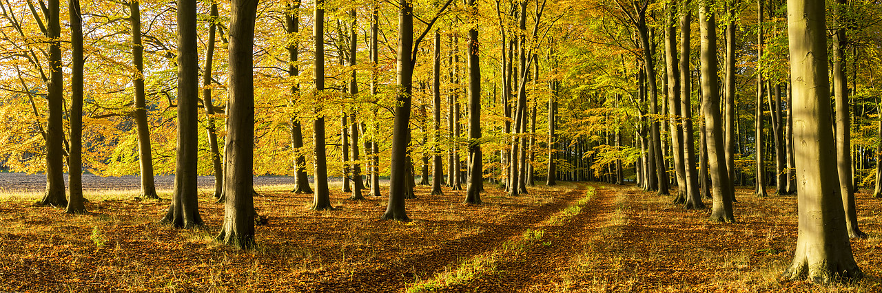 #180504-1 - Beech Wood in Autumn, Thetford Forest, Norfolk, England