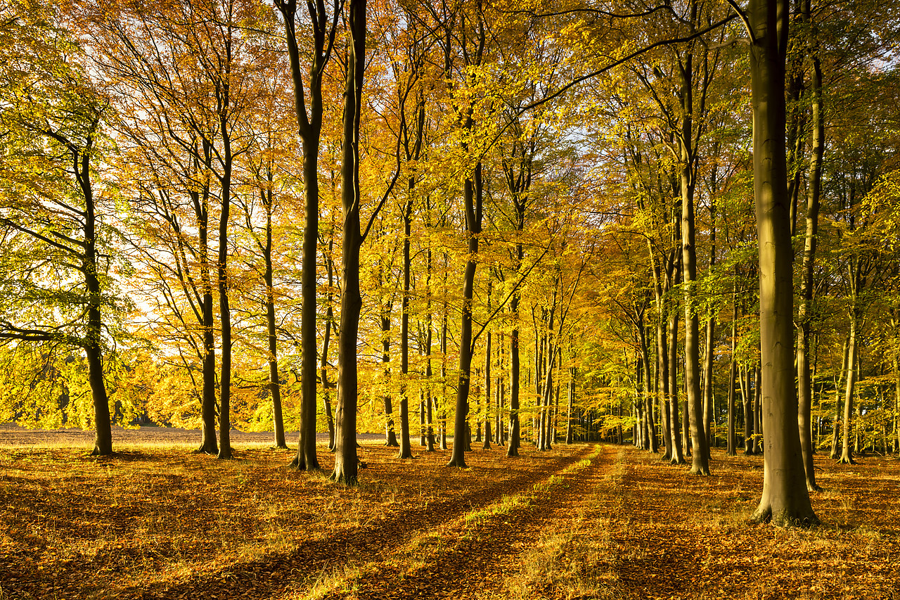 #180505-1 - Beech Wood in Autumn, Thetford Forest, Norfolk, England