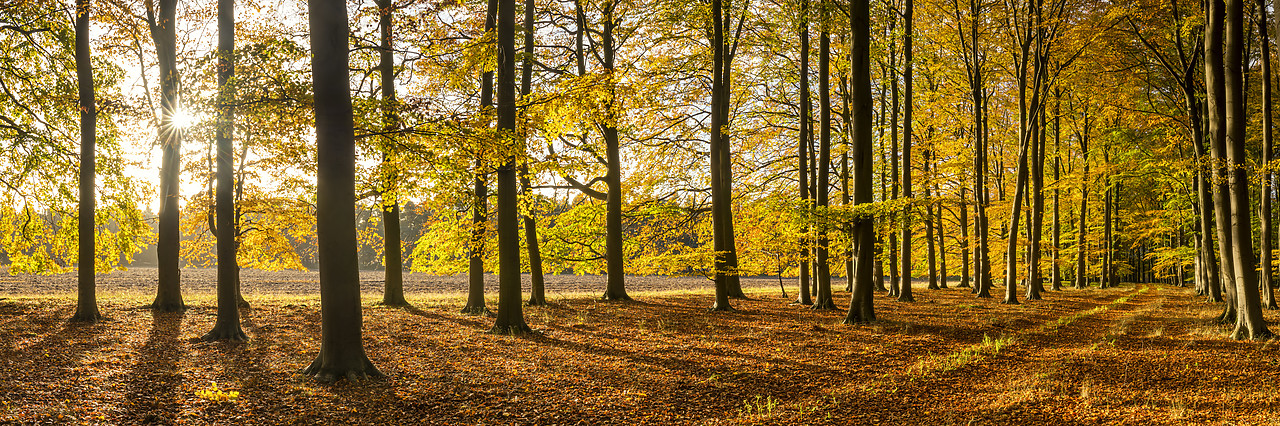 #180508-1 - Beech Wood in Autumn, Thetford Forest, Norfolk, England