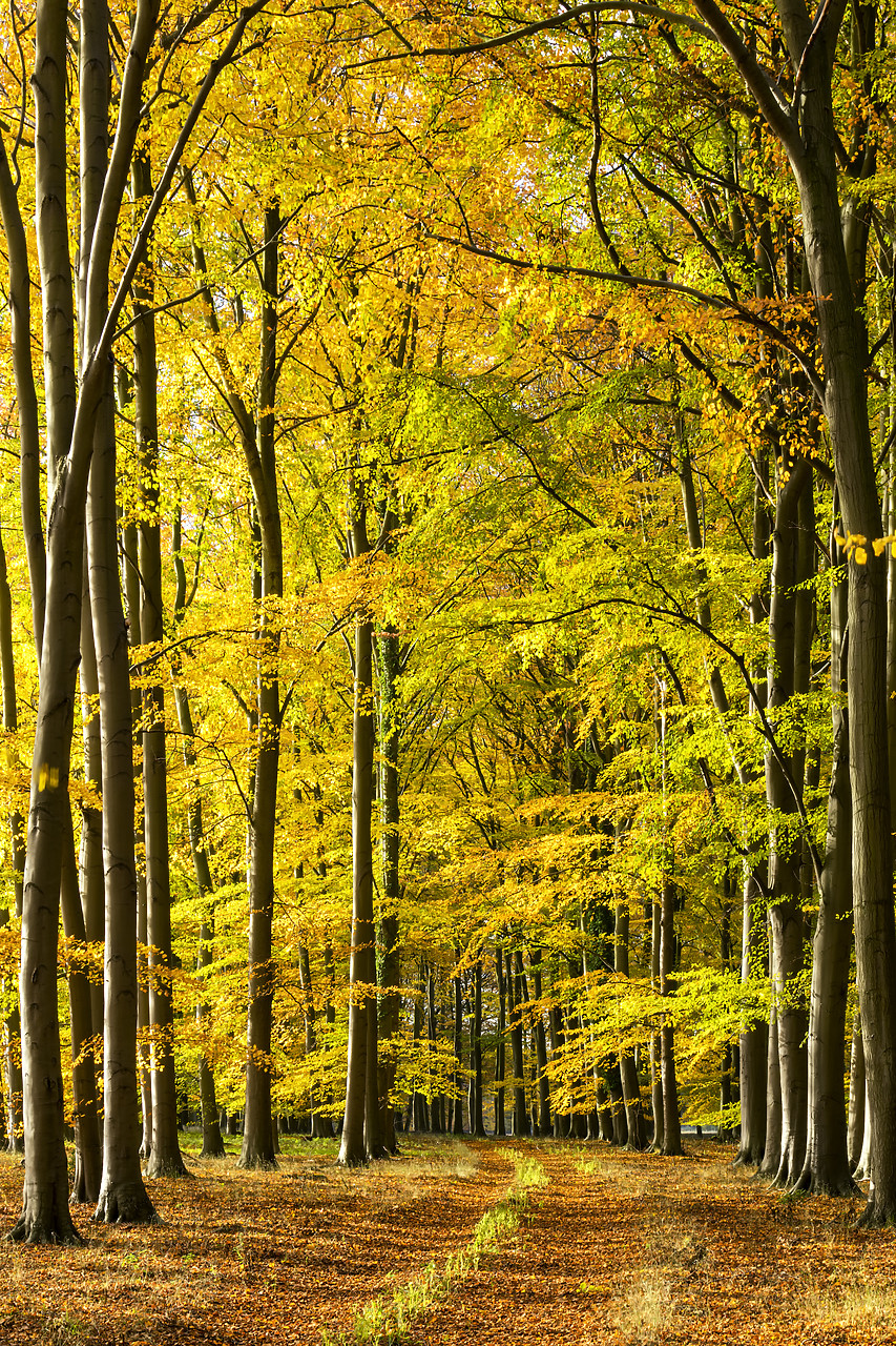 #180509-2 - Beech Wood in Autumn, Thetford Forest, Norfolk, England