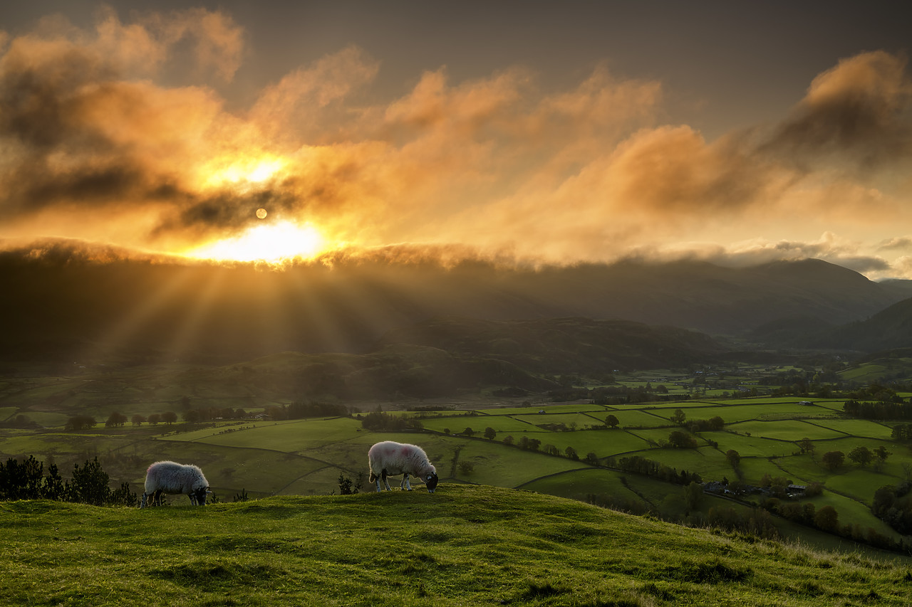 #190800-1 - Grazing Sheep at Sunrise, Lake District National Park, Cumbria, England