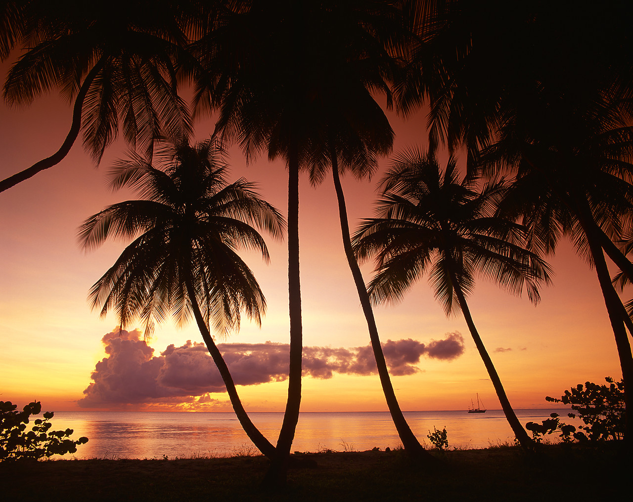 #200107-5 - Palm Trees at Sunset, Pigeon Point, Tobago, West Indies, Caribbean