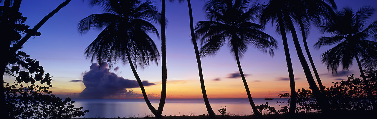 #200107-9 - Palm Trees at Sunset, Tobago, West Indies