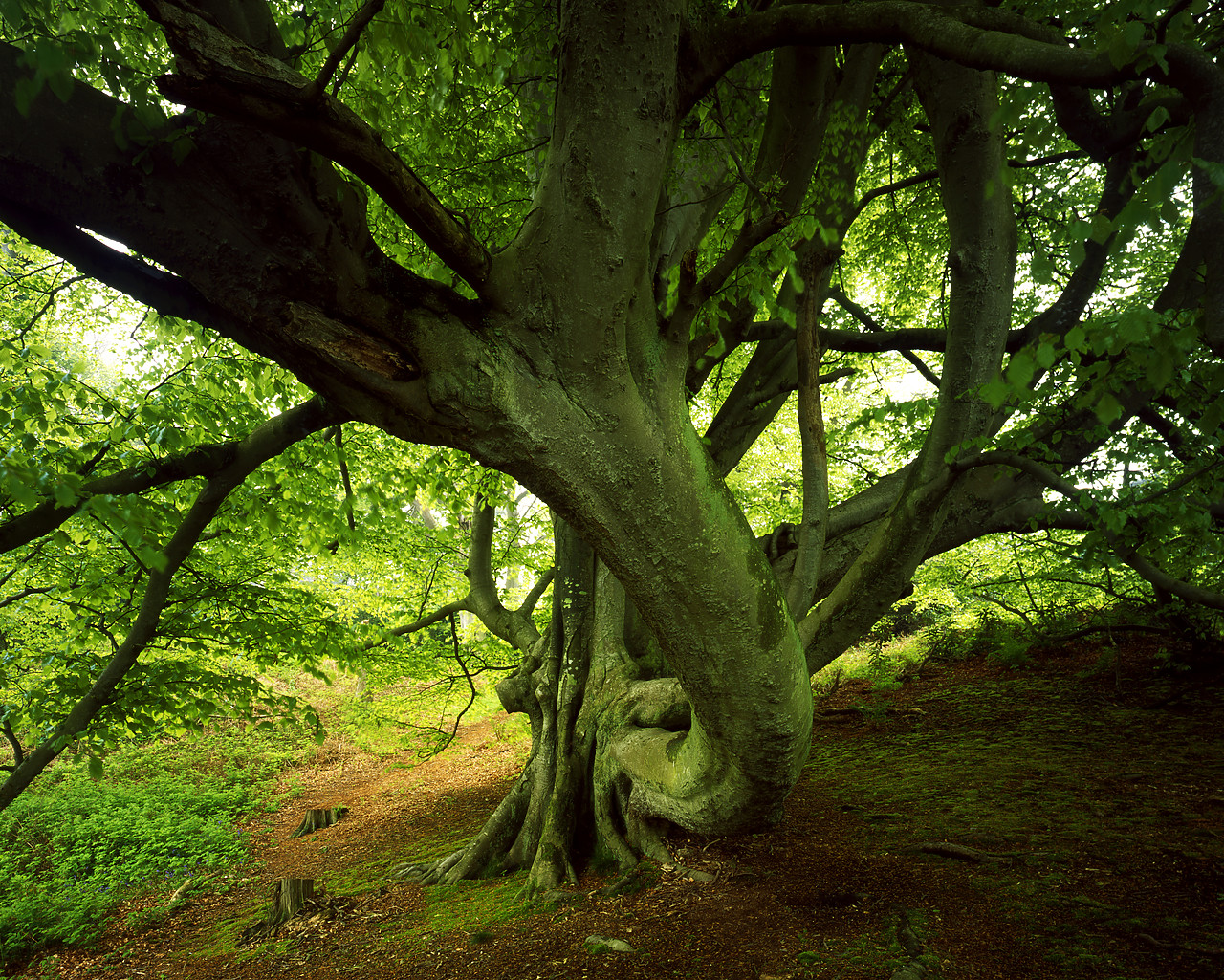 #200233-1 - Beech Tree, Sheringham Park, Norfolk, England