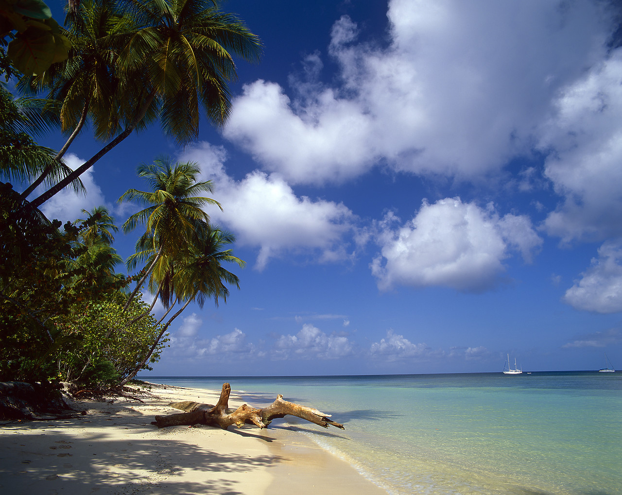 #200383-3 - Palm Trees & Beach, Pigeon Point, Tobago, West Indies, Caribbean