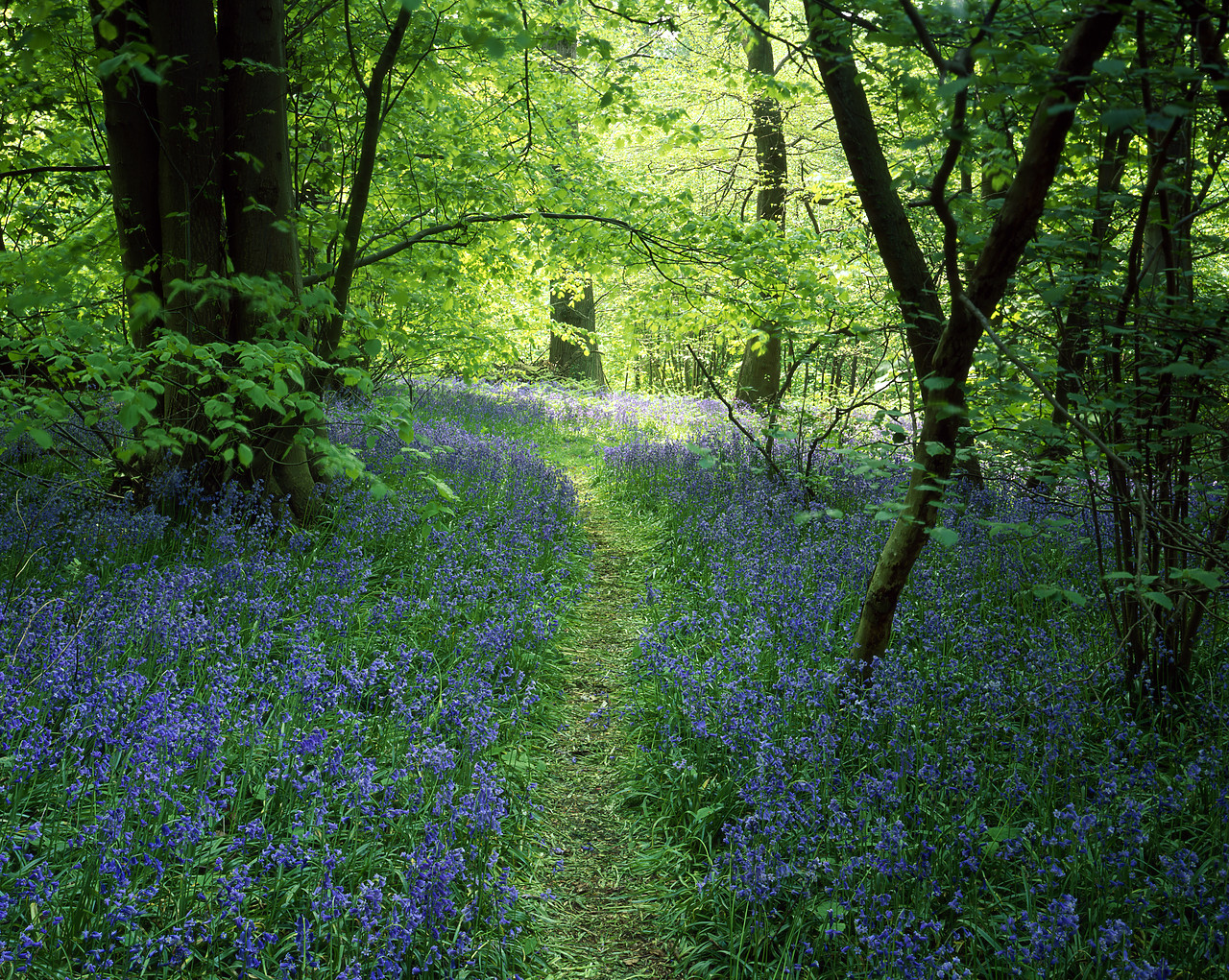 #200410-2 - Path through Bluebell Wood, Stoke Holy Cross, Norfolk, England