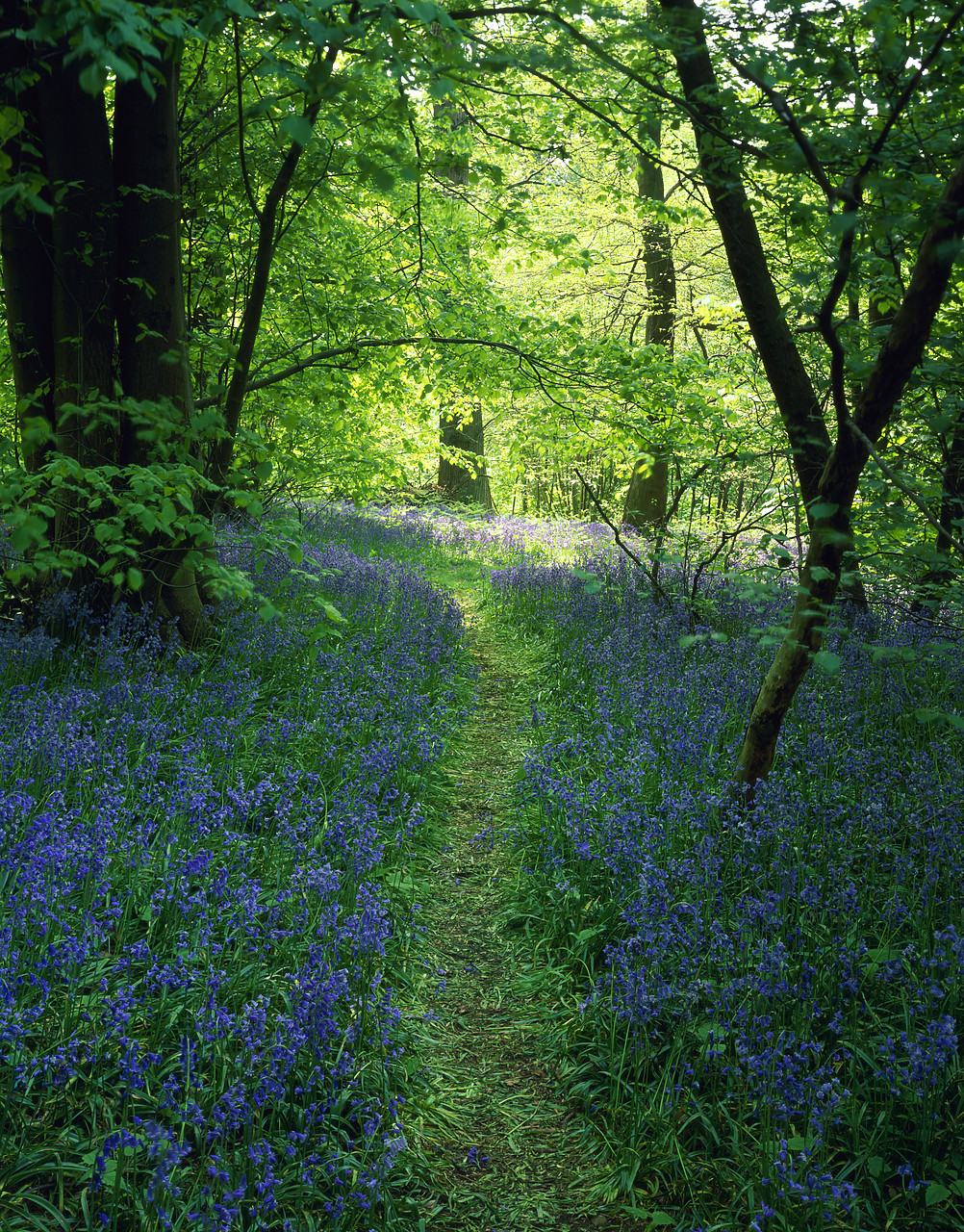 #200410-8 - Path through Bluebell Wood, Stoke Holy Cross, Norfolk, England