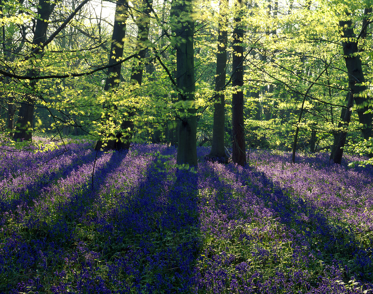 #200415-2 - Tree Shadows Across Bluebells, Sprowston, Norfolk, England