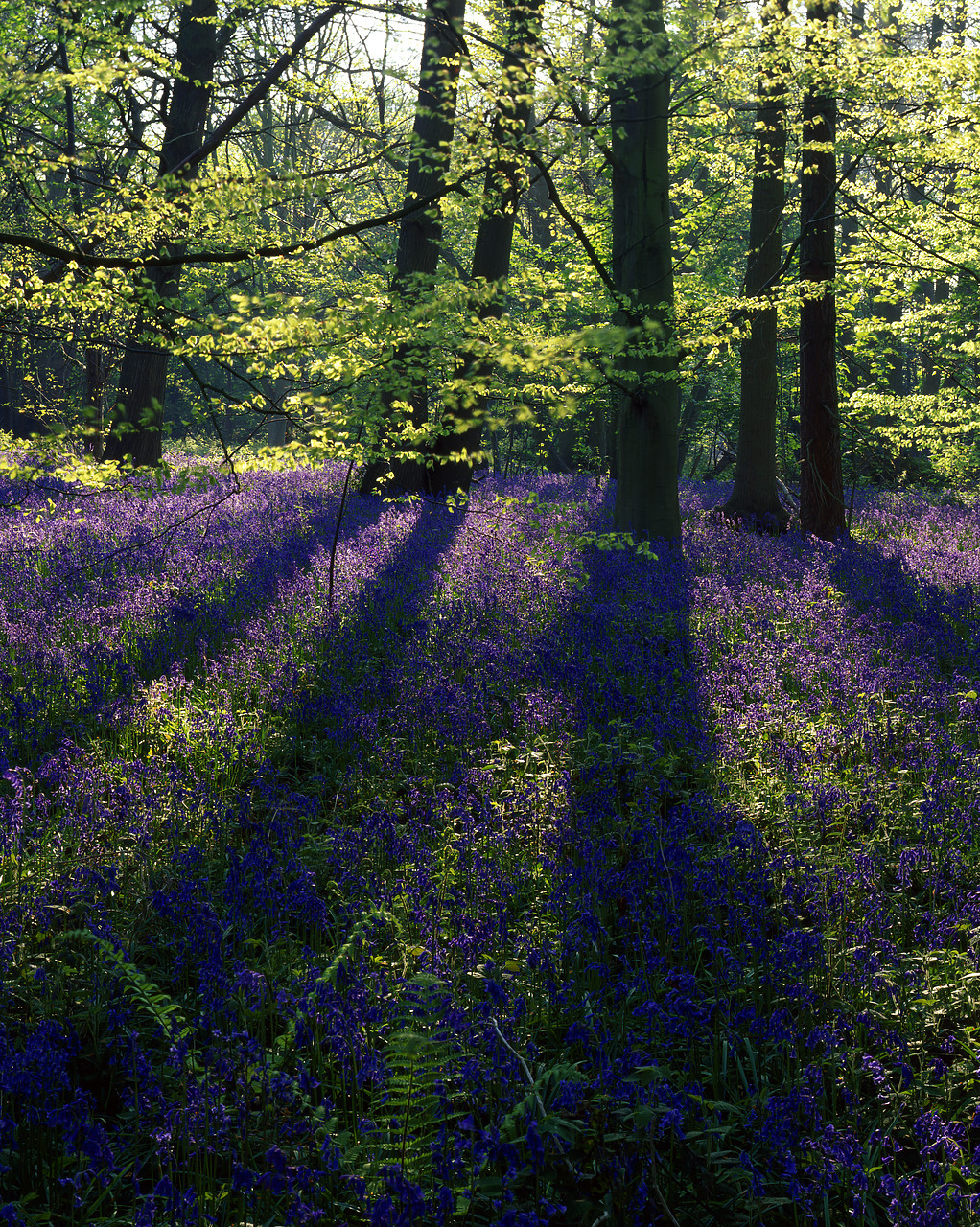 #200415-4 - Tree Shadows across Bluebells, Sprowston, Norfolk, England