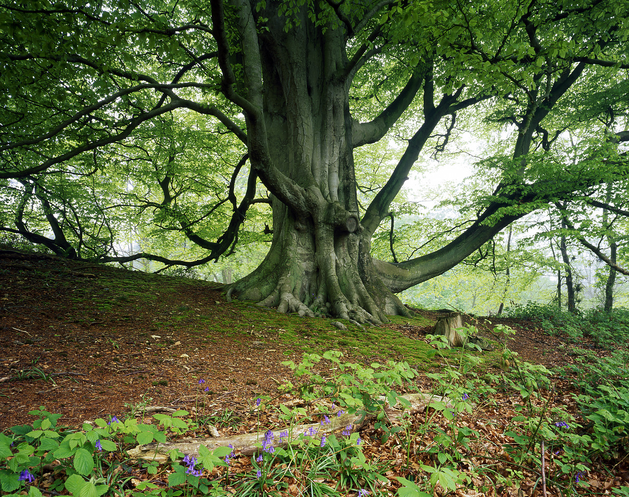 #200558-1 - Beech Tree in Spring, Sheringham Park, Norfolk, England