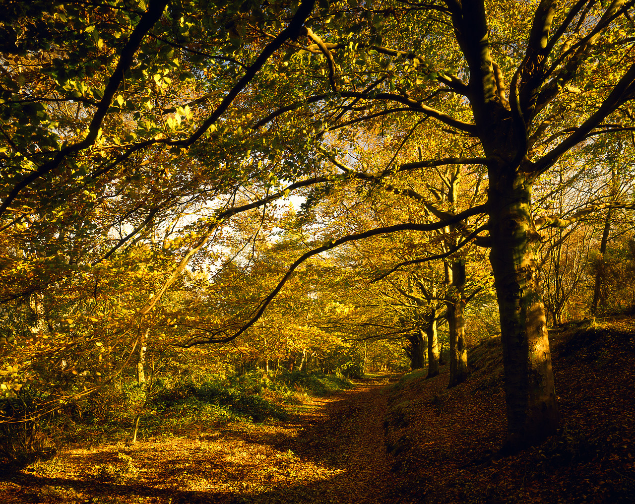 #871117 - Beech Rees in Autumn, Norwich, Norfolk, England