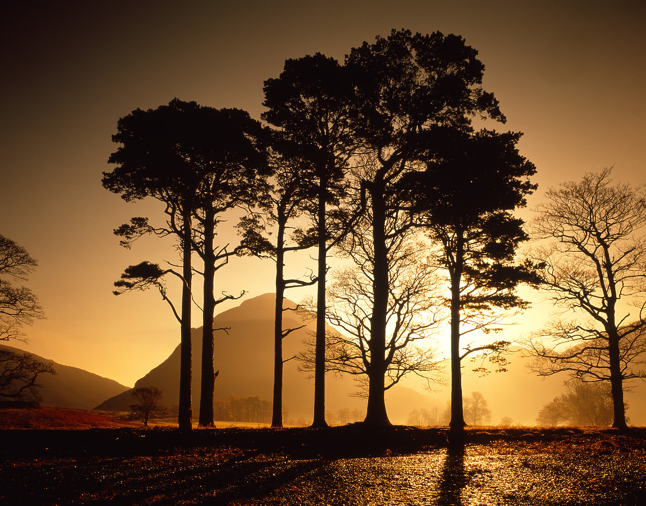 #871154-1 - Scots Pines at Sunrise, Lake District National Park, Cumbria, England