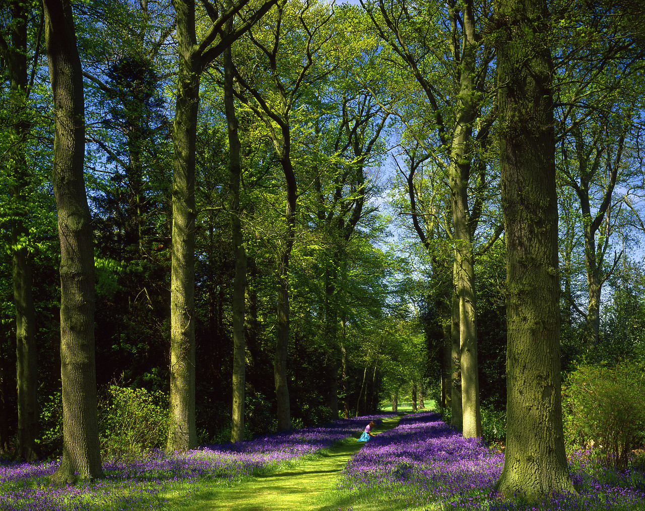 #87870-1 - Pathway through Bluebells, Blickling, Norfolk, England