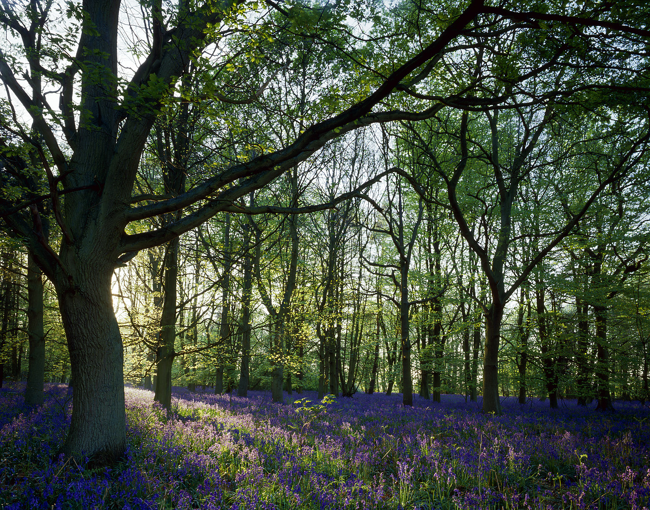 #87871-1 - Evening Sunlight across Bluebells, Sprowston, Norfolk, England