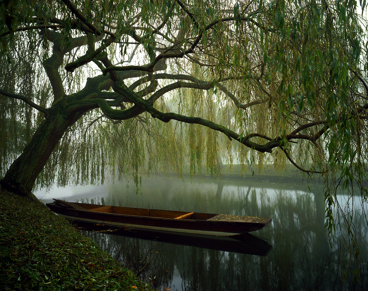 #881791-1 - Punt under Willow in Fog, Cambridge, England