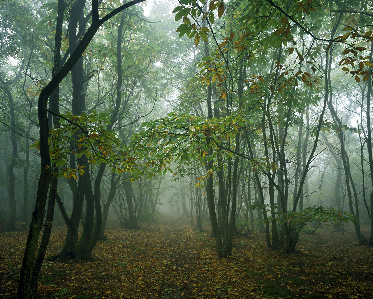 #881804-1 - Sweet Chestnut Trees in Fog, Felthorpe Woods, Norfolk, England.