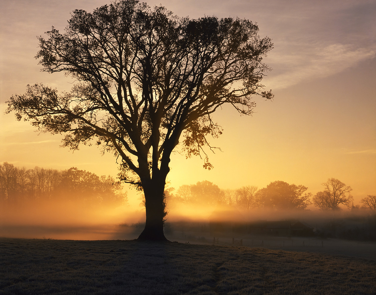#892591-3 - Sunrise over Farm in Mist, Surlingham, Norfolk, England