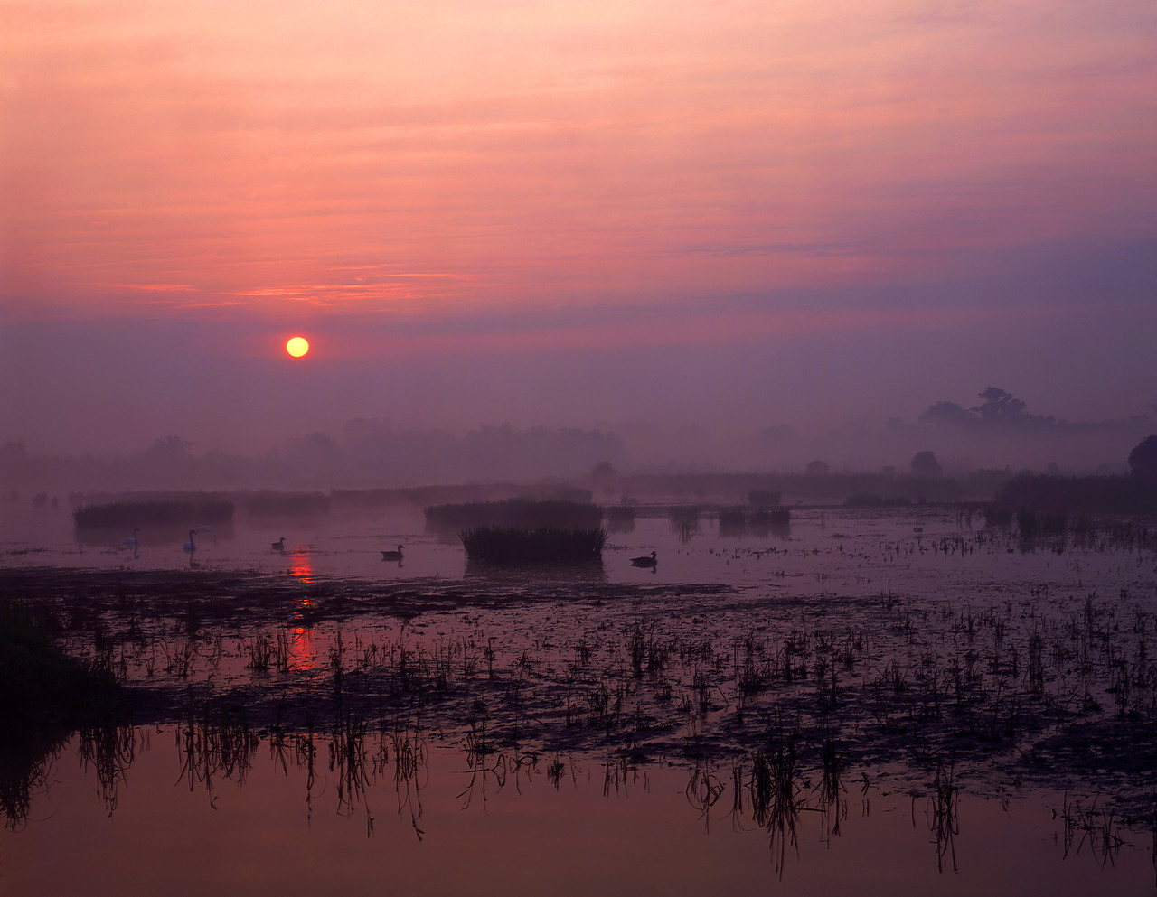 #902809-1 - Sunrise over Marshland, Surlingham, Norfolk, England