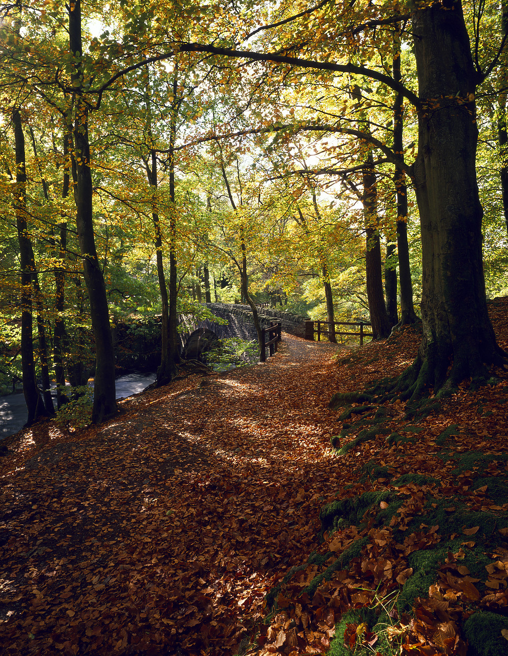 #903204 - Clappergate in Autumn, Lake District National Park, Cumbria, England