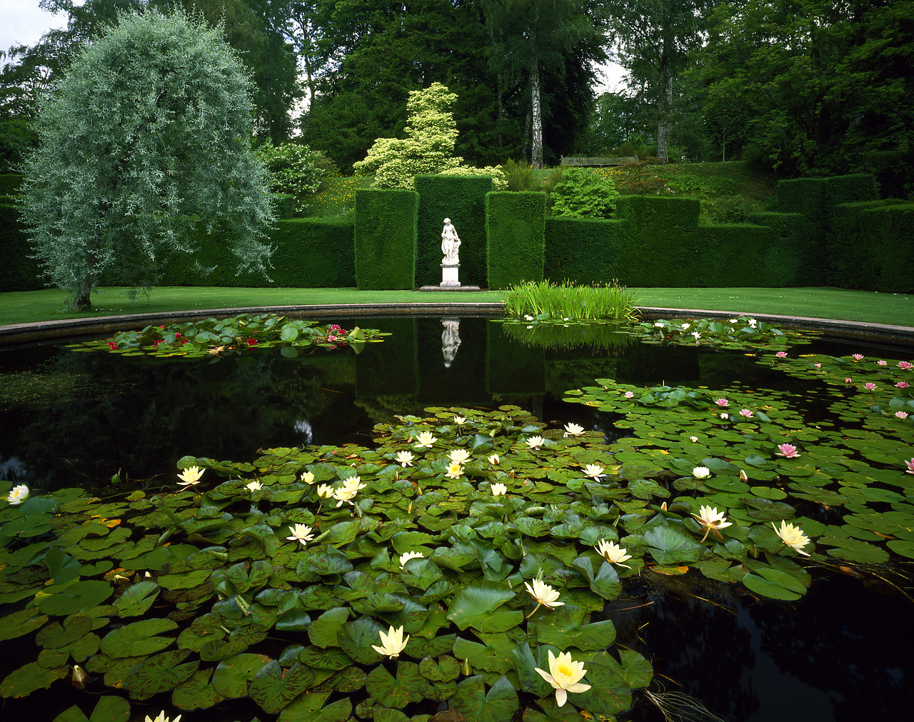 #913479-1 - Garden Lily Pond, Knightshayes Court, Devon, England