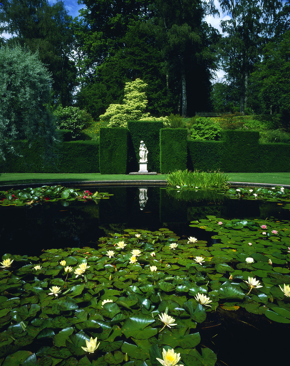#913479-3 - Garden Lily Pond Knightshayes Court, Devon, England