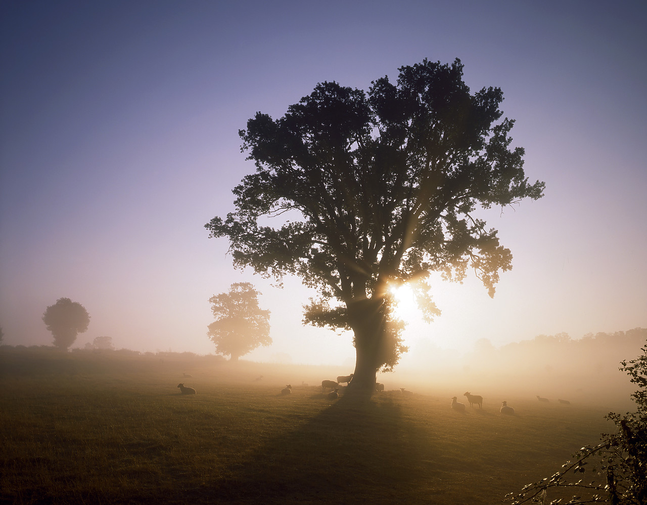 #913700-5 - Sunlight Streaming through Tree, Surlingham, Norfolk, England