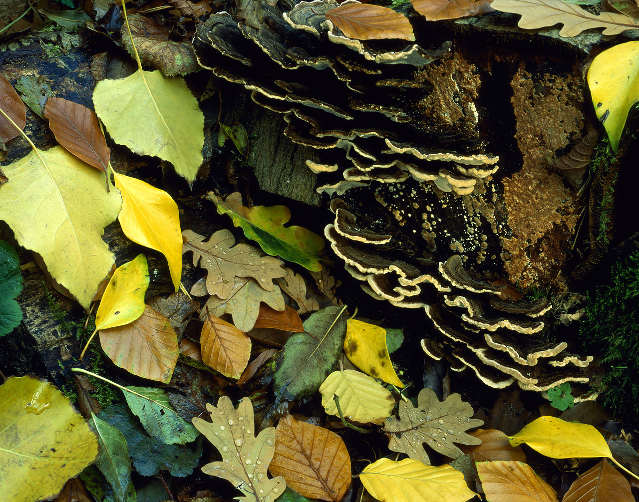 #913717 - Coriolus Fungi & Autumn leaves, Trametes Versicolor, Engalnd