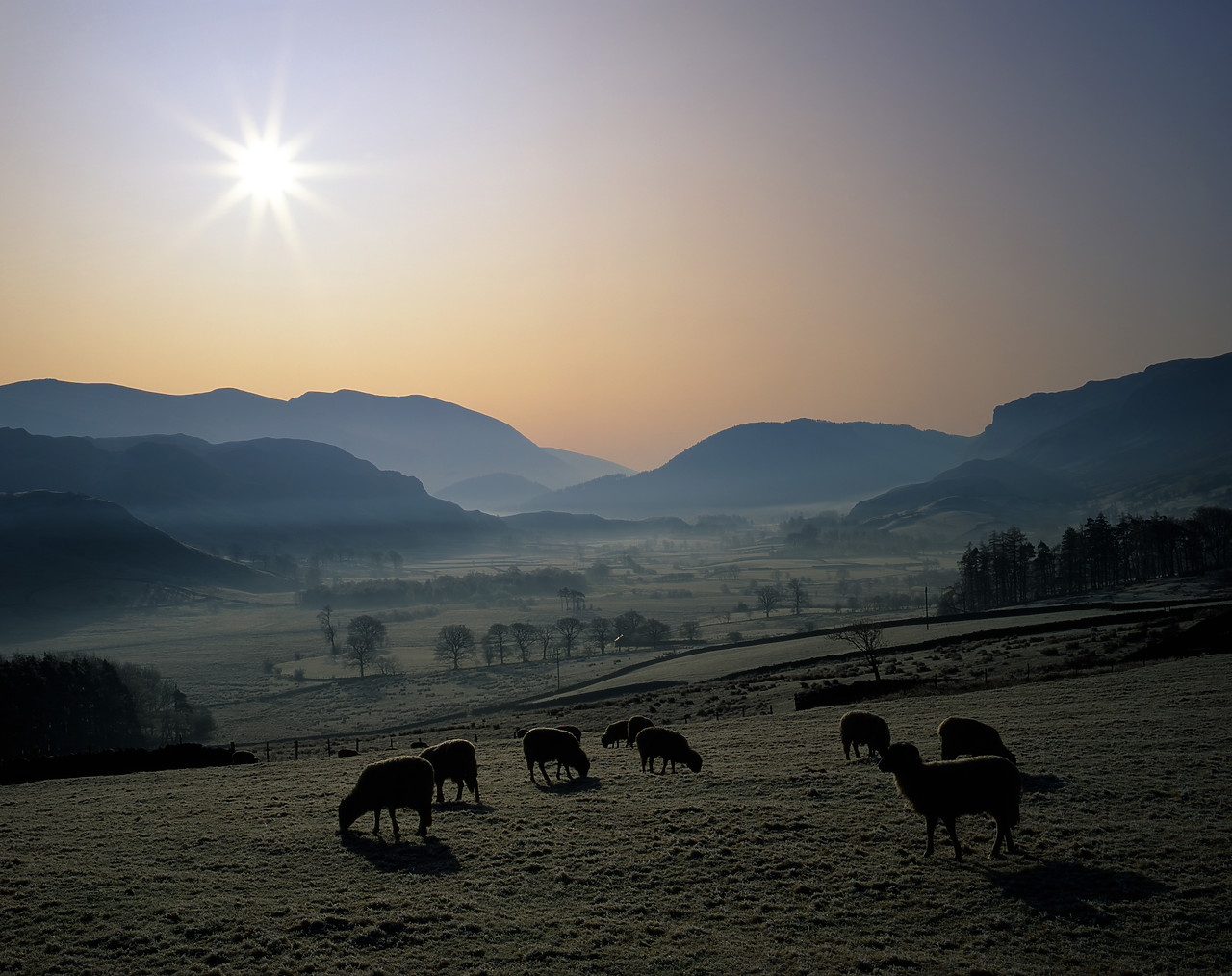 #923895-1 - Morning Frost with Grazing sheep, near Keswick, Lake District, Cumbria, England