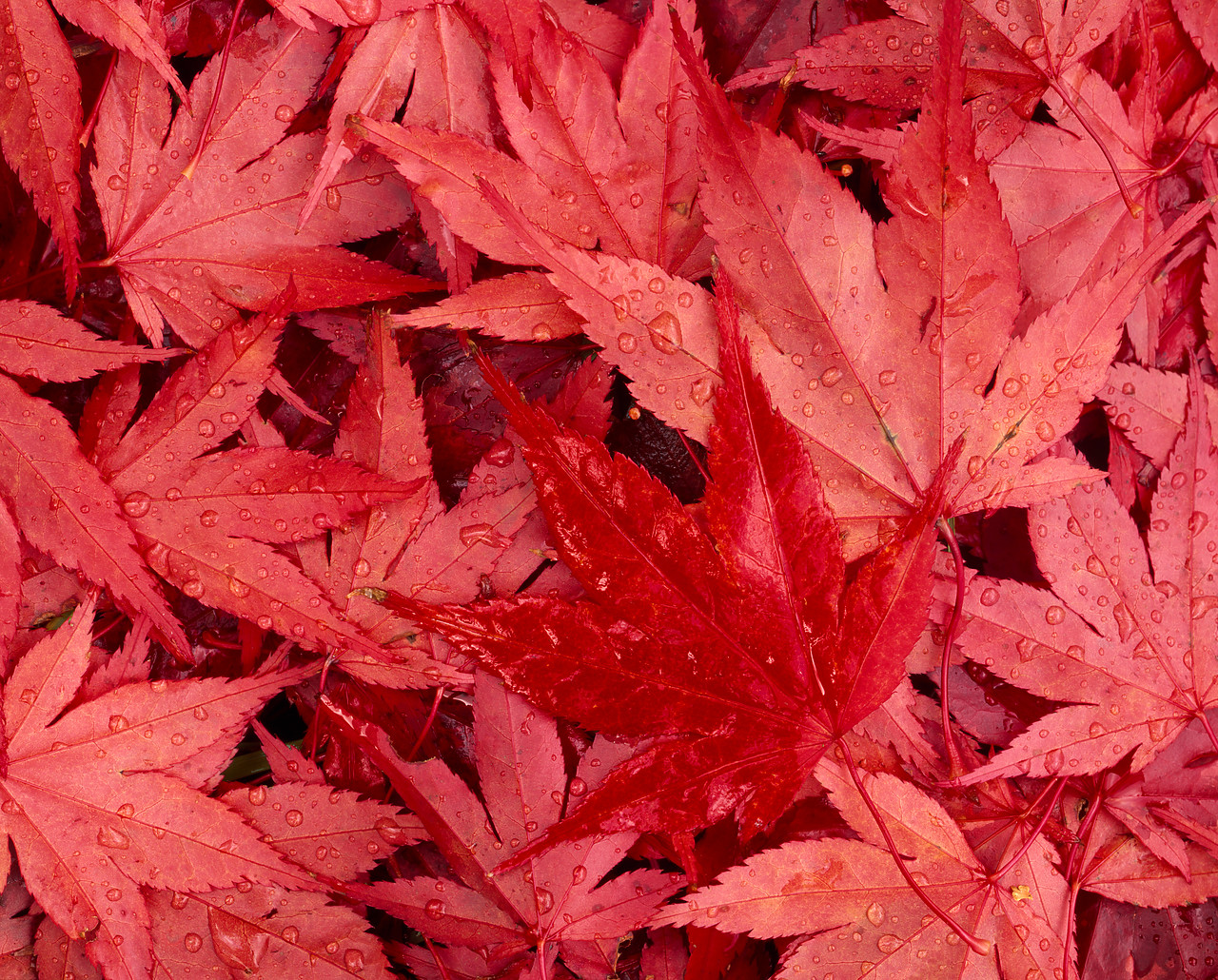 #924135-1 - Japanese Maple Leaves, Lake District, Cumbria, England