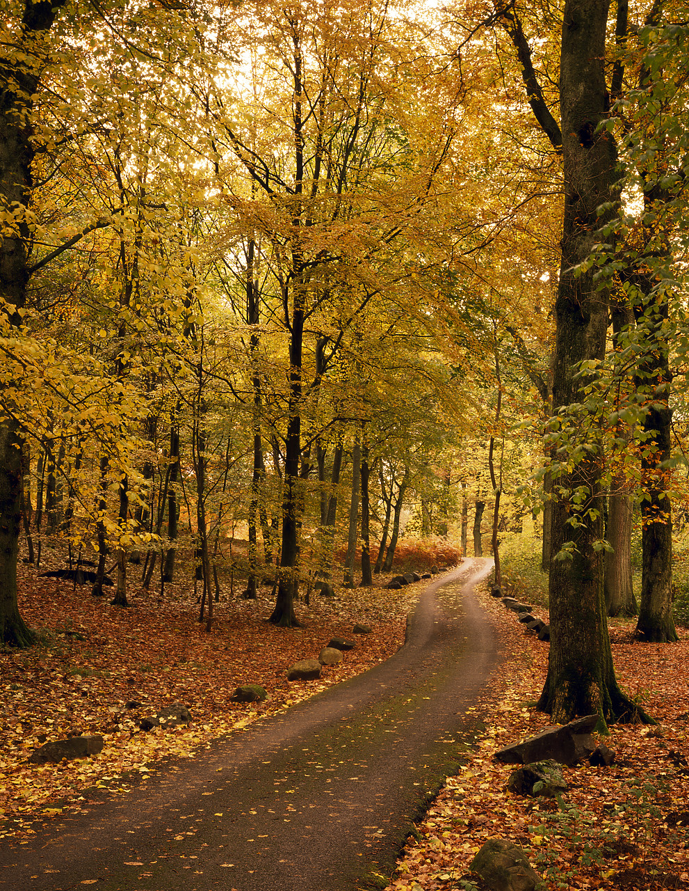 #924139-3 - Lane Through Great Wood in Autumn, Lake District National Park, Cumbria, England