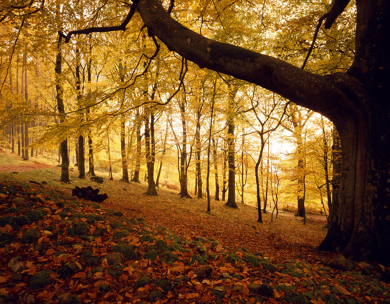 #924145 - Great Wood in Autumn, near Keswick, Cumbria, England