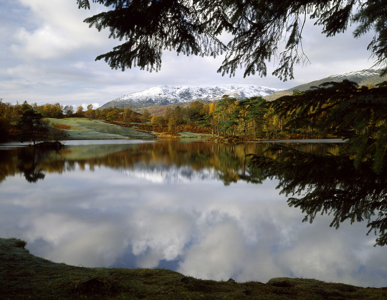 #924149 - Tarn Hows, Lake District National Park, Cumbria, England