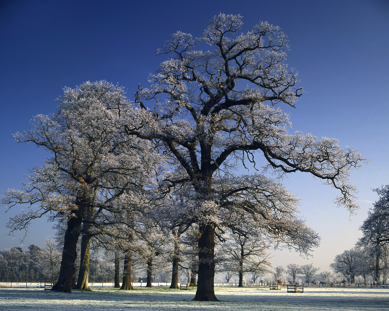 #934164-1 - Oak Trees in Hoar Frost, Blickling, Norfolk, England