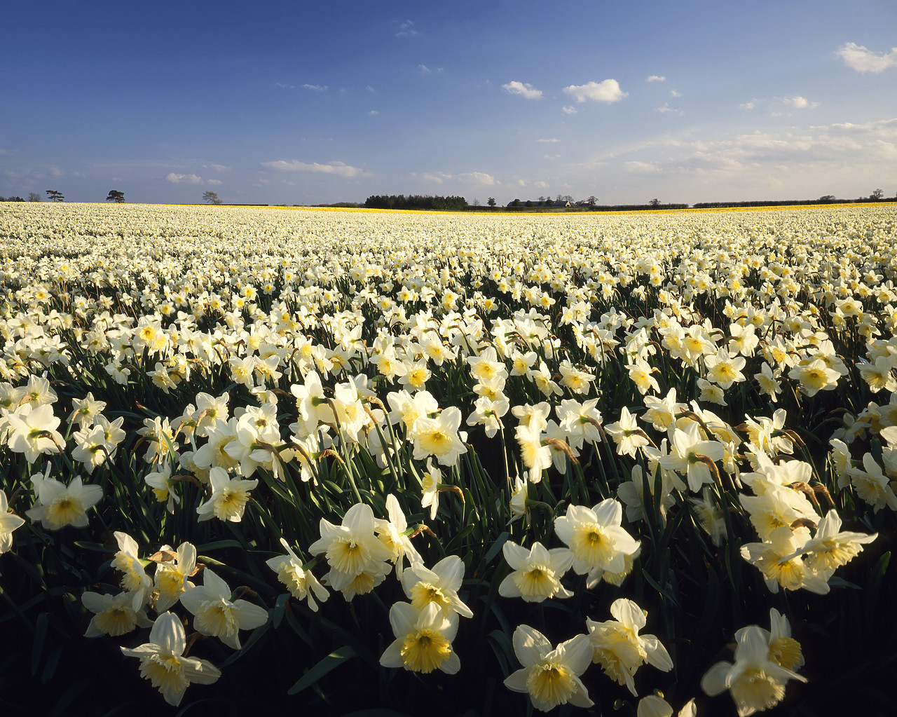 #944513-3 - Field of Daffodils, Trowse, Norfolk, England