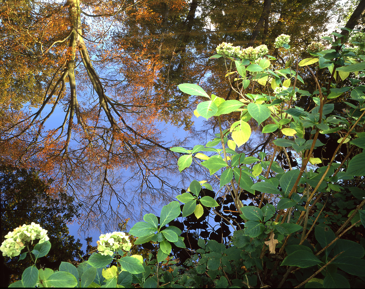 #945136-1 - Autumn Reflections, Fairhaven Trust, Norfolk, England