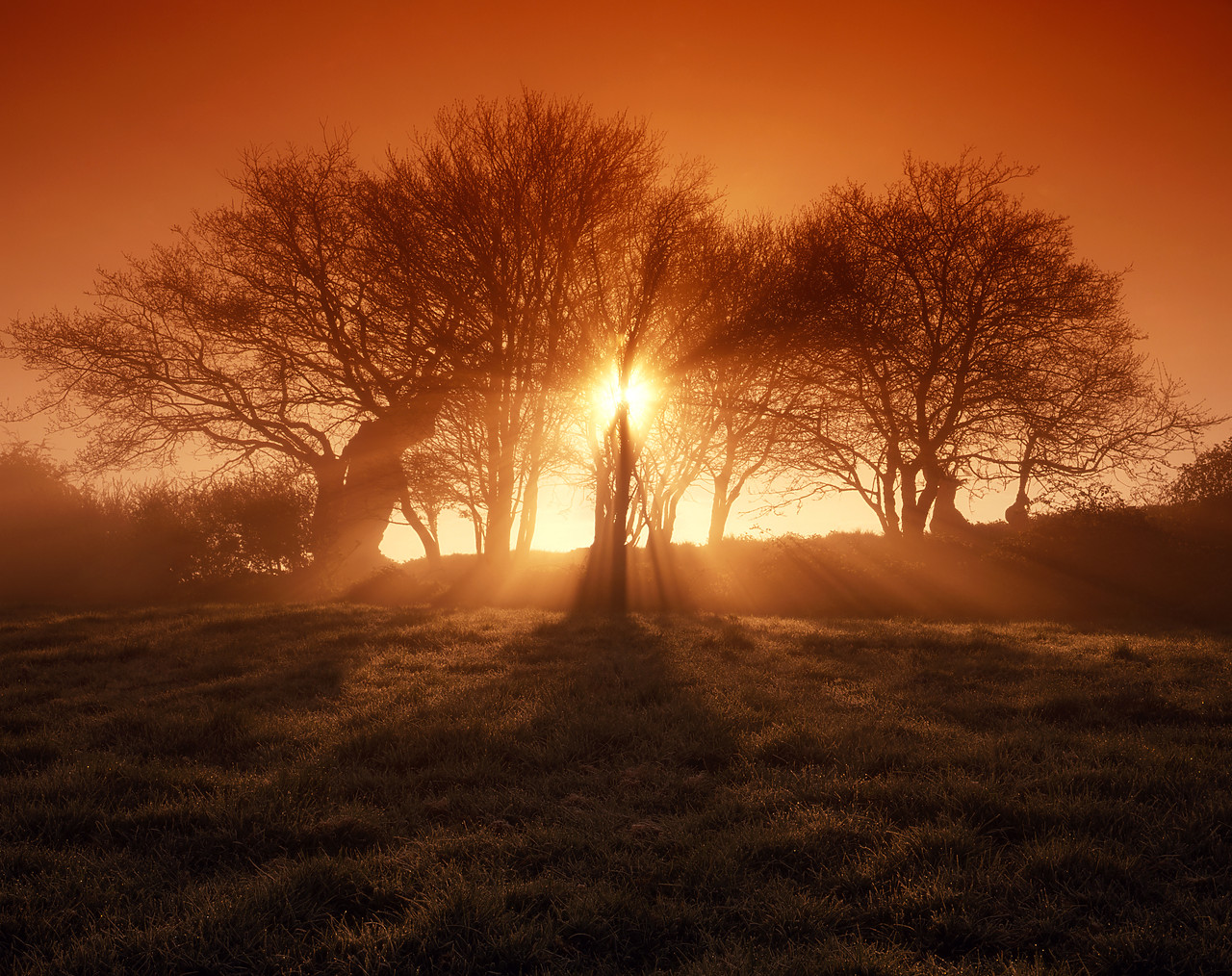 #955297-1 - Morning Sunrays through Trees, Surlingham, Norfolk, England