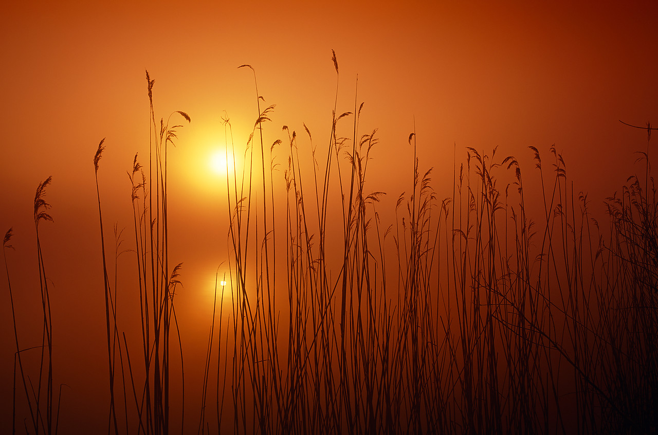 #955457-2 - Misty Sunrise Through Reeds, Norfolk Broads National Park, Norfolk, England
