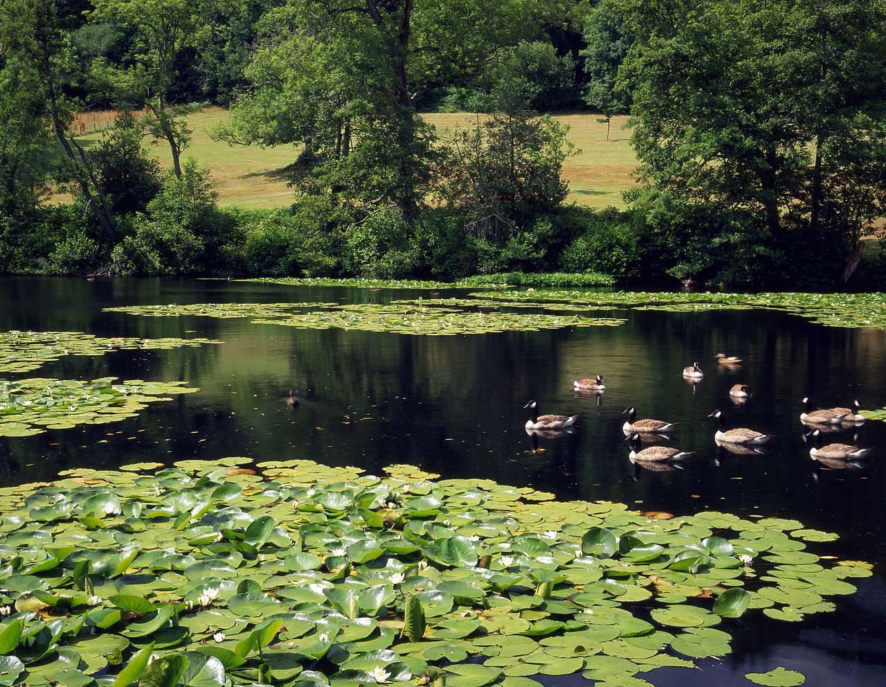 #955558 - Canadian Geese & Lake of Lilypads, near Trusham, Devon, England