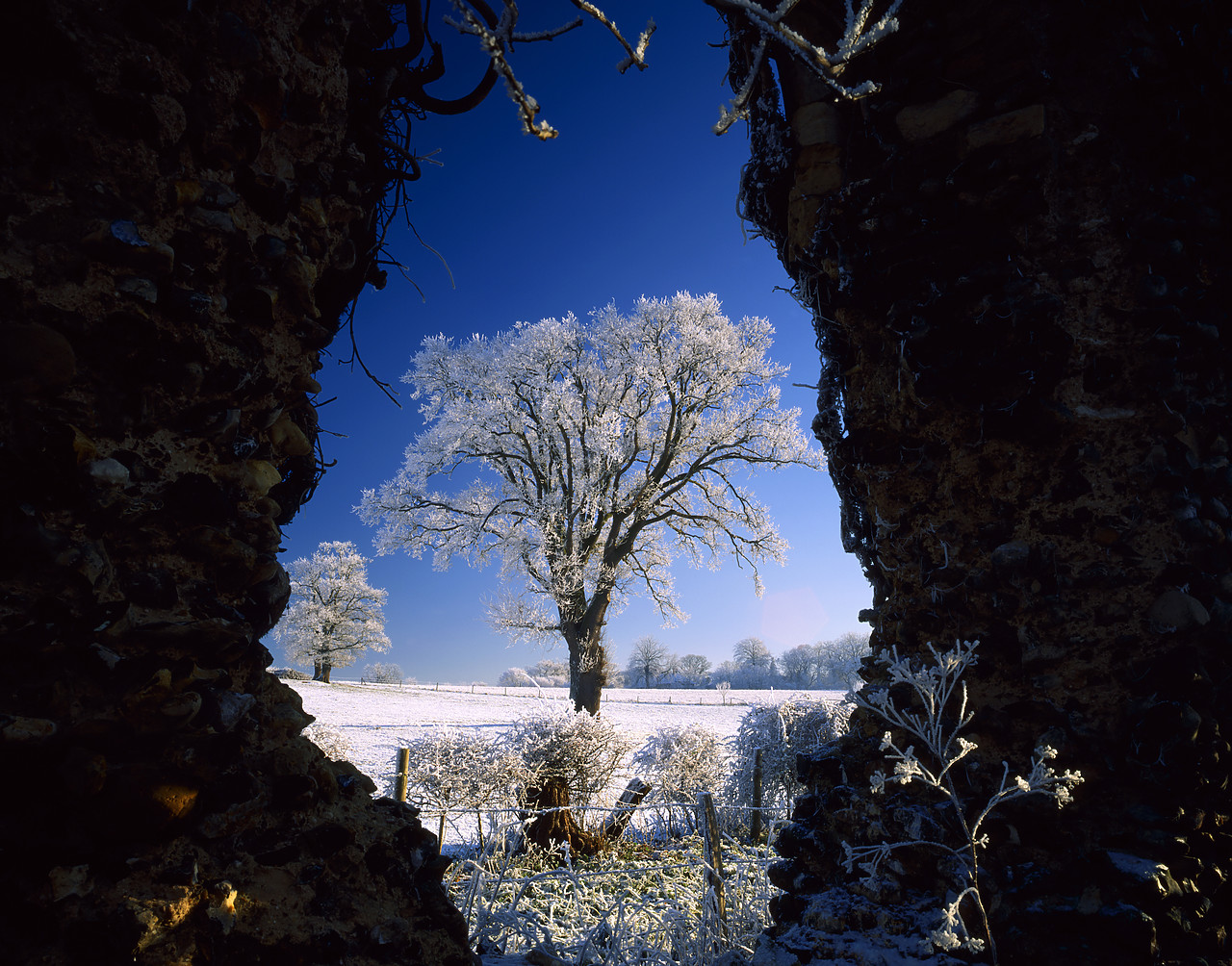 #955896-1 - Church Ruins framing Tree in Frost, Surlingham, Norfolk, England