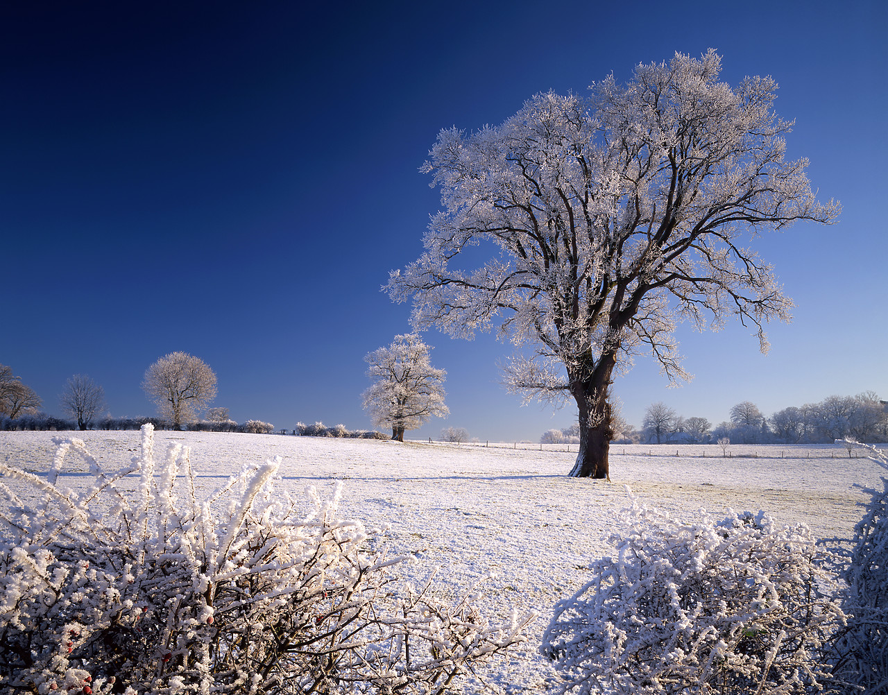 #955897-1 - Trees in Frost, Surlingham, Norfolk, England