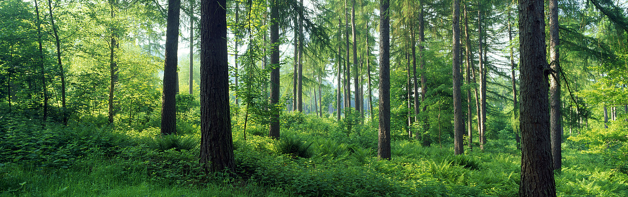 #966051-2 - Pine Forest, Hanscombe, Surrey, England