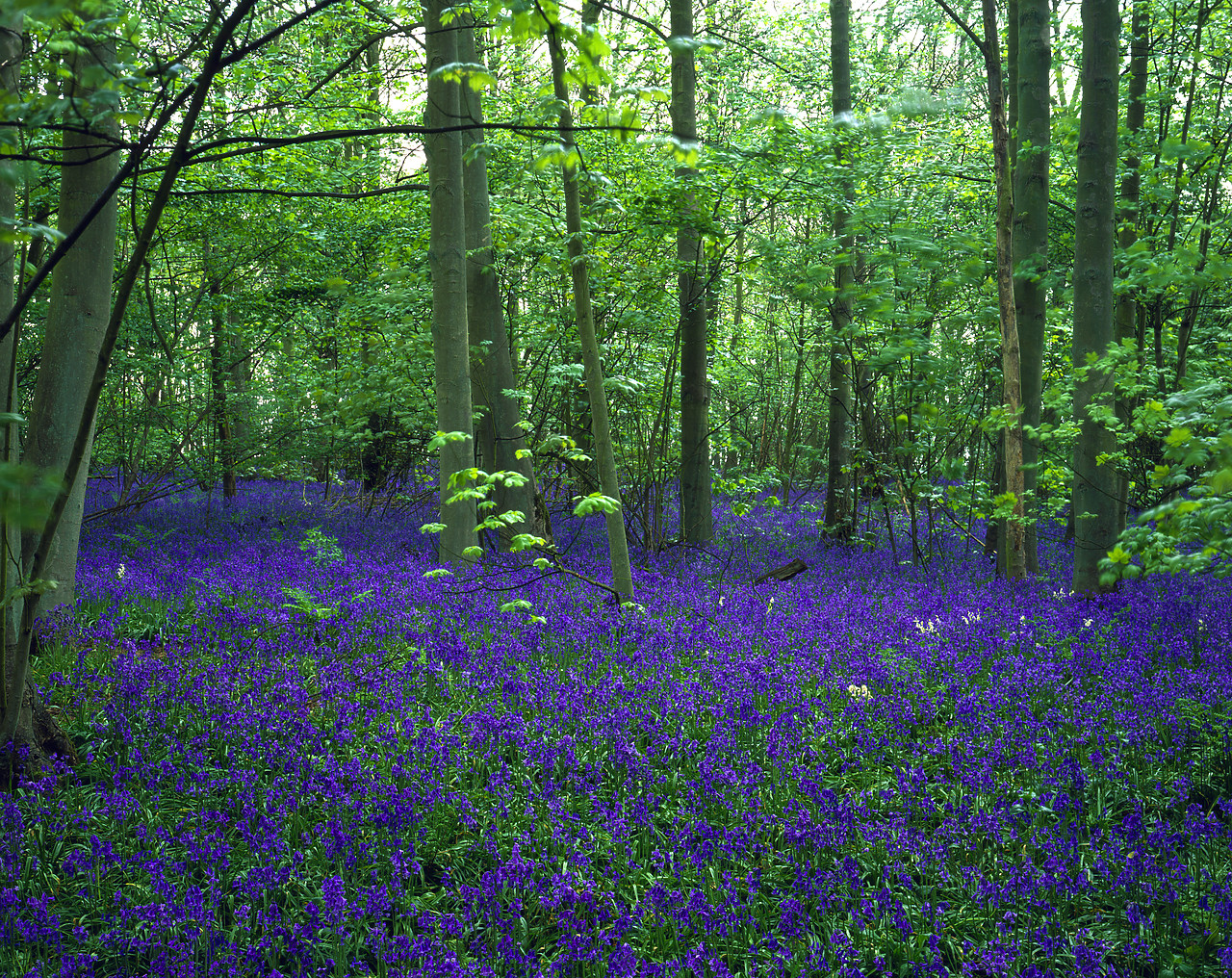 #970228-1 - Bluebell Wood, near Barford, Norfolk, England