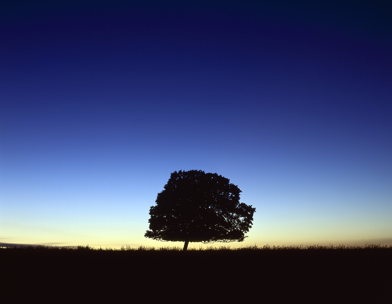 #970357 - Lone Tree at Dusk, Beverley, Humberside, England