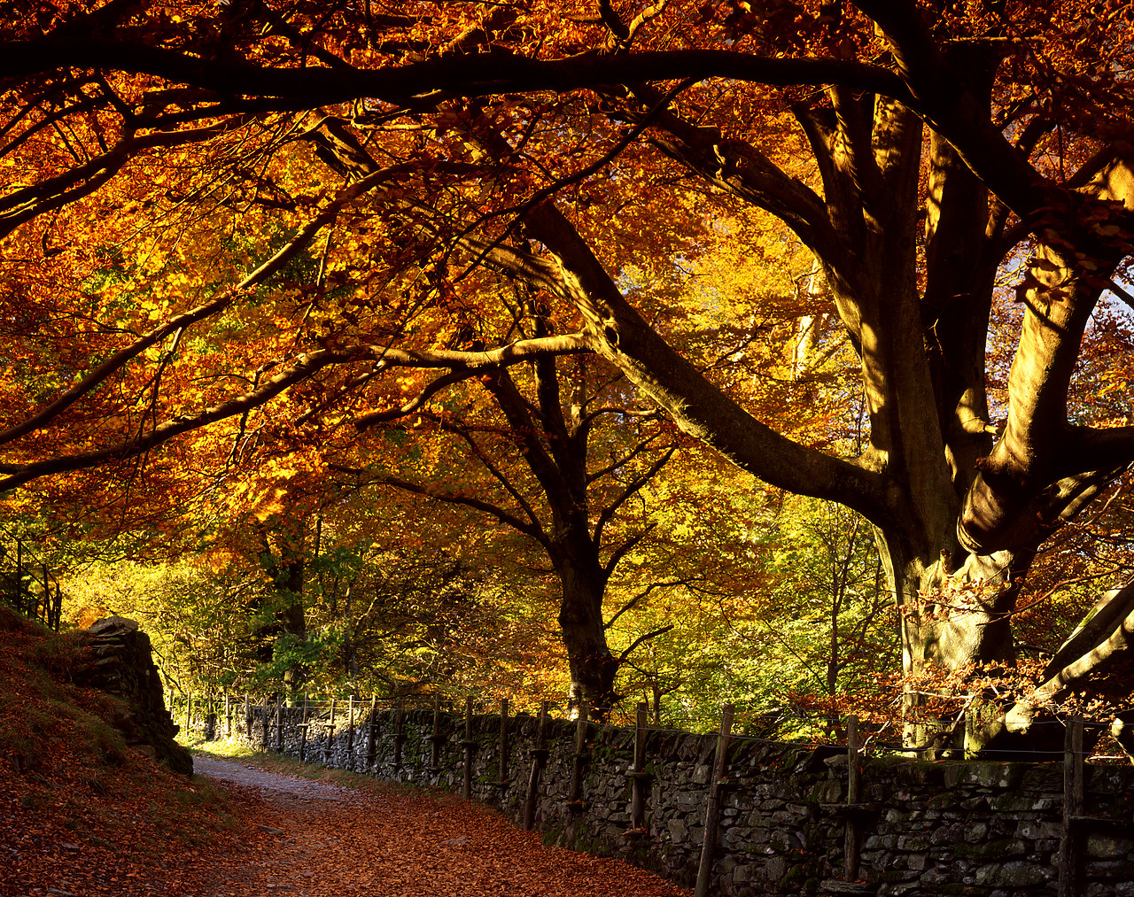 #970454-1 - Country Lane in Autumn, Lake District, Cumbria, England