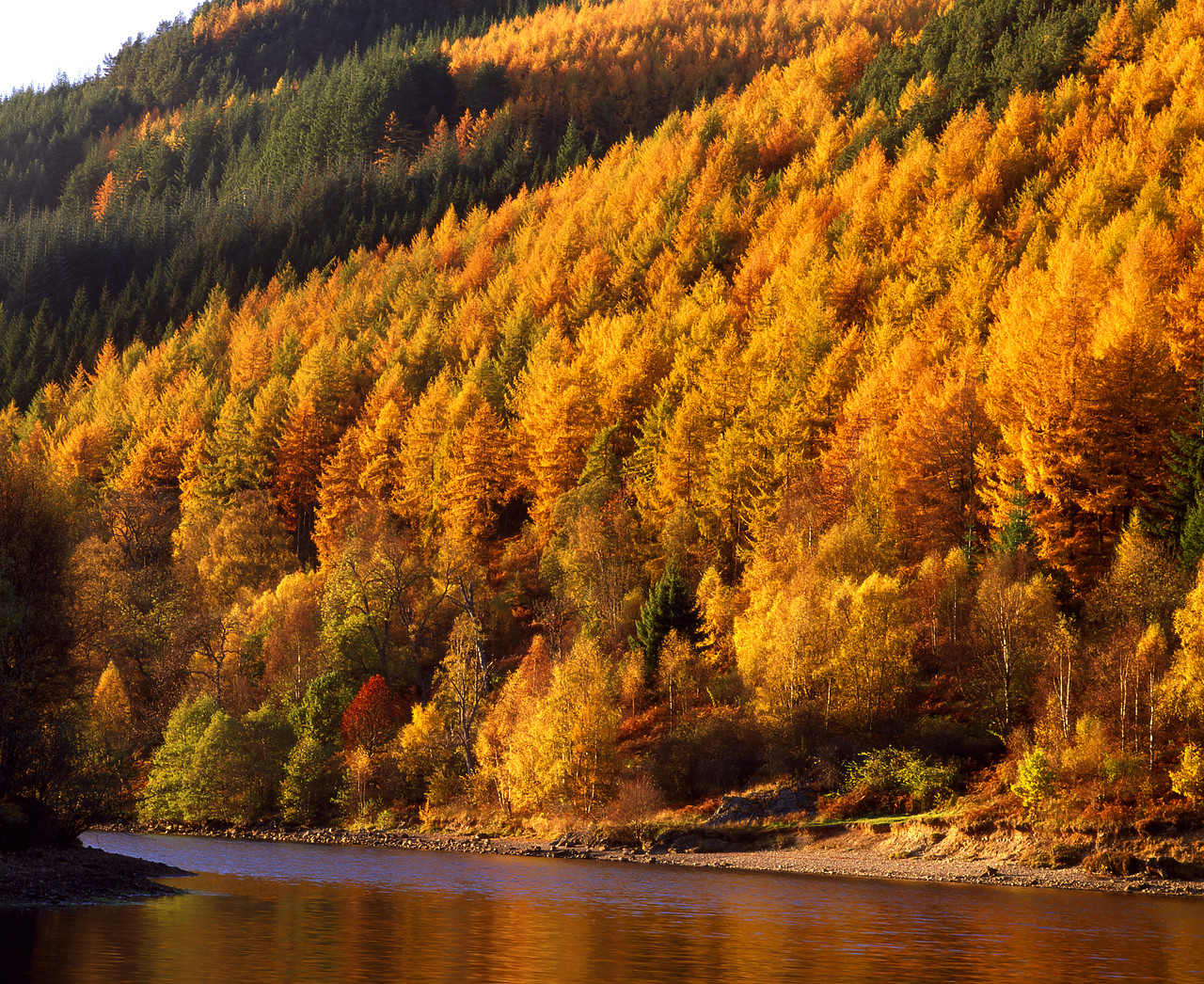 #970482-1 - Autumn Larch at Lock Faskally, Tayside Region, Scotland