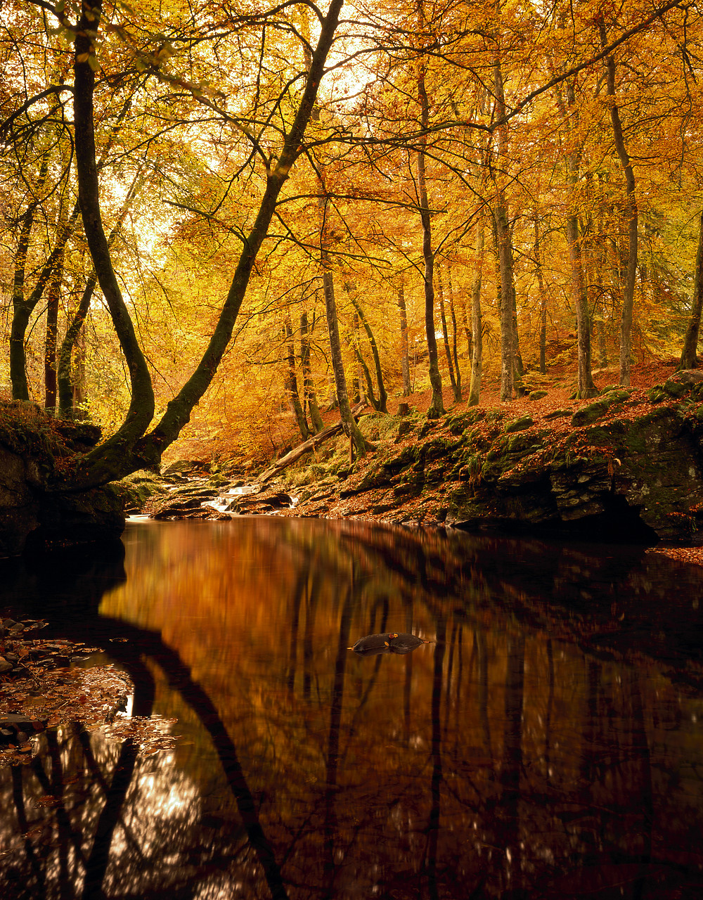 #970486-2 - The Birks of Aberfeldy in Autumn, Aberfeldy, Tayside Region, Scotland